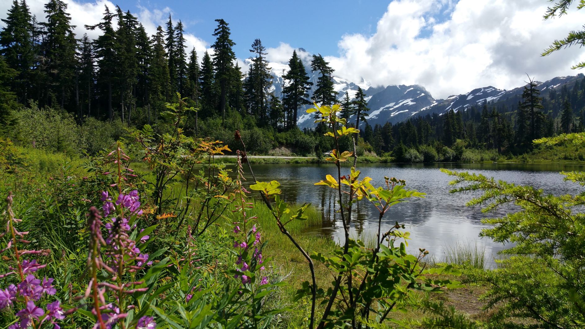 Flowers in foreground with Reflection Lake body of water midground. Trees and mountain in the background.